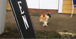 This is Vinnie. His favorite sandwich is the Vinnie.  at Sweet Potato Kitchen in Hawi