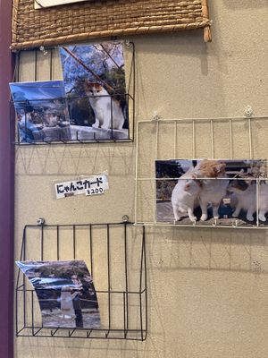 You can buy their photos   at Vegan Cafe in Kyoto