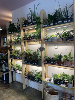 Plants to purchase  at PINCH - Bakery & Plant Shop in Hamilton