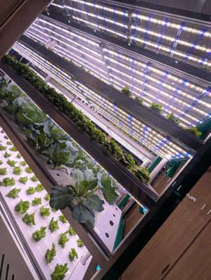 Growing lettuce at ICN - livfarm - T1 in Seoul