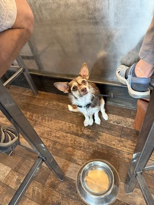 Dog friendly   at Jacobs Brewhouse Restaurant in Deadwood