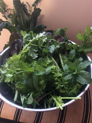 Fresh garden salad and herbs  at Lovely Vegan Homestay in Newstead