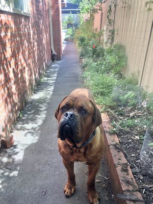   at Lovely Vegan Homestay in Newstead