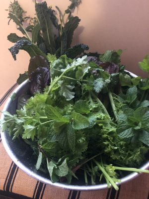 Fresh garden greens from my garden   at Lovely Vegan Homestay in Newstead