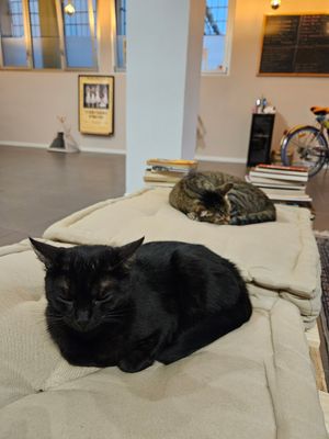  at Lə gattarə in Bergamo