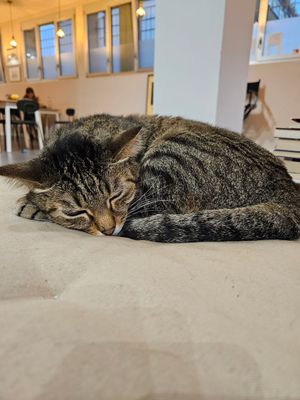  at Lə gattarə in Bergamo