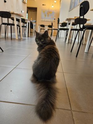  at Lə gattarə in Bergamo