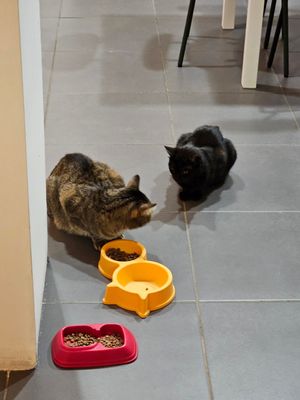  at Lə gattarə in Bergamo