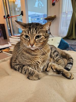  at Lə gattarə in Bergamo