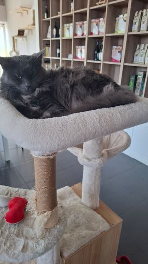  at Lə gattarə in Bergamo