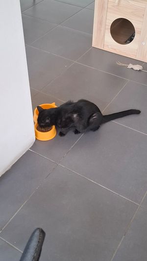  at Lə gattarə in Bergamo