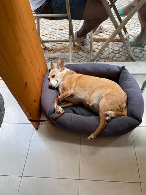  at Traça Trapos in Caldas Da Rainha