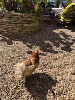 Rescue chickens!   at The Yorkshire Deli  in Kingston Springs