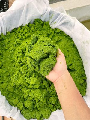 Some fresh Wolffia products from university farms in progress of good practices for food safety and hygiene concern regarding new Wolffia food products from local FAO.  at Wolffia Futuro in Bangkok