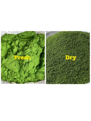 We are focusing on fresh and dry GAP Wolffia products to distribute to customers, B2B businesses. We provide our quality wolffia as their raw materials for meals or fresh consumpti at Wolffia Futuro in Bangkok