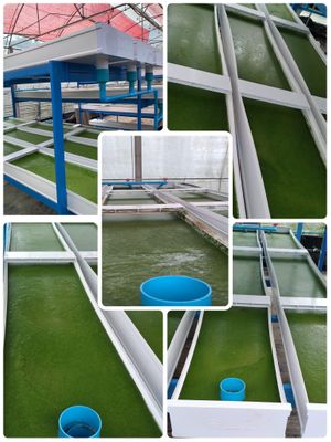 From our best practice Wolffia smart farmers by innovative vertical farming techniques with less water, energy and resources  at Wolffia Futuro in Bangkok