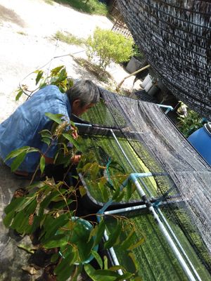  at Wolffia Futuro in Bangkok