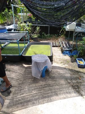  at Wolffia Futuro in Bangkok