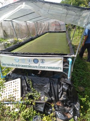  at Wolffia Futuro in Bangkok