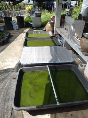  at Wolffia Futuro in Bangkok