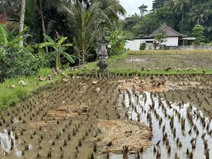   at Sai Prema in Gianyar