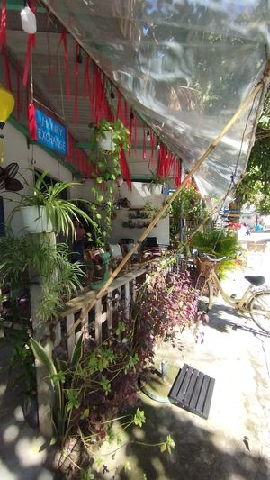 You can easily identify this cafe by all the plants decorated around it. at Eco Life Coffee & Bar in Hoi An