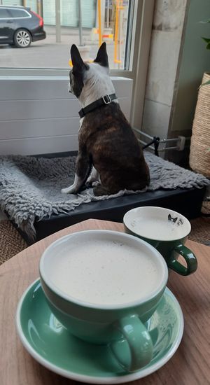 very cute owner's dog at Muttley & Jack's Coffee Roasters in Stockholm