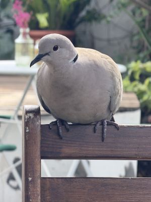   at La Papaya in La Palma