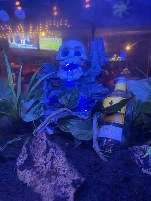 Tank that is supposed to have live scorpions😒 at Nacho Daddy - Downtown in Las Vegas