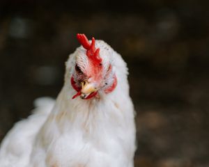  at Daisyfields vzw in Kortrijk