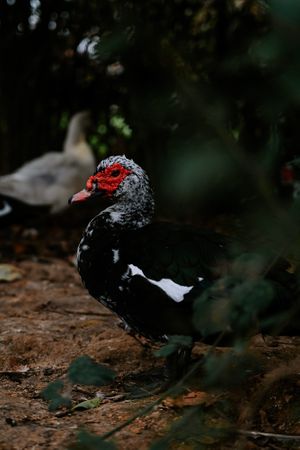  at Daisyfields vzw in Kortrijk