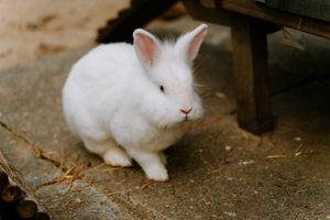  at Daisyfields vzw in Kortrijk