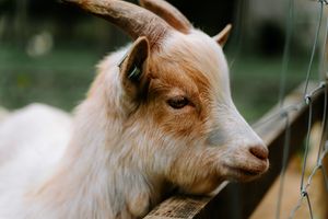  at Daisyfields vzw in Kortrijk