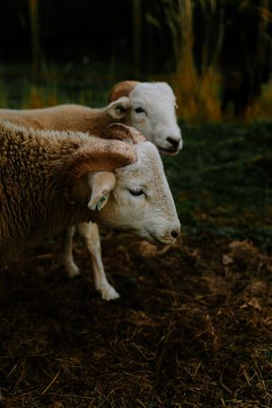  at Daisyfields vzw in Kortrijk