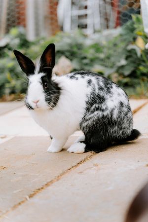  at Daisyfields vzw in Kortrijk