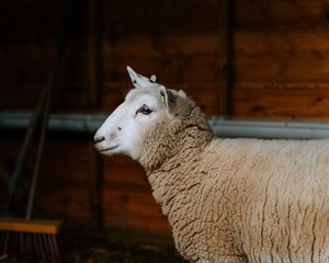  at Daisyfields vzw in Kortrijk