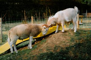  at Daisyfields vzw in Kortrijk