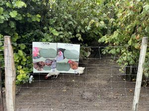   at Daisyfields vzw in Kortrijk