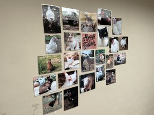   at Daisyfields vzw in Kortrijk