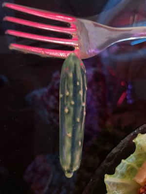   at Shu in Collingwood