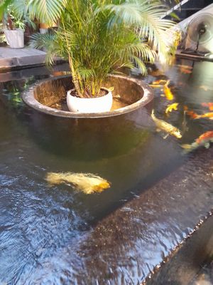 Pond at Quan Âm in Ho Chi Minh City