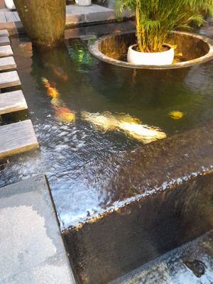 Koi carp at Quan Âm in Ho Chi Minh City