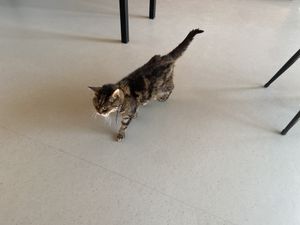 Neighbourhood cat  at Atelier Giri in Arnhem