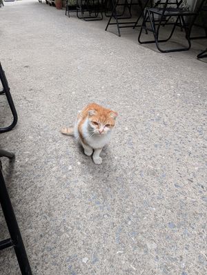  at Ann Yen Vegetarian Garden Grill in Hanoi