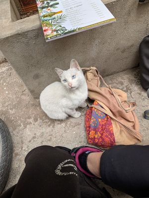  at Ann Yen Vegetarian Garden Grill in Hanoi