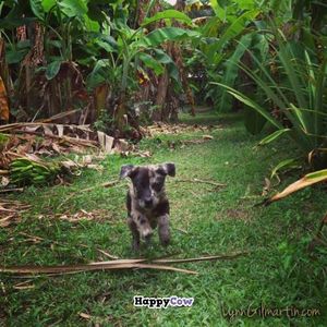 Just one of the few beautiful dogs on the property ♥  at Ital Creations - Food Stall in Basseterre