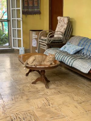 Cat at 9 ó 6 Comida Vegana. in Puebla