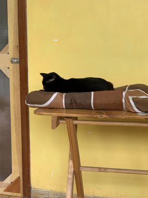 Cat at 9 ó 6 Comida Vegana. in Puebla