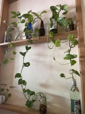   at 9 ó 6 Comida Vegana. in Puebla