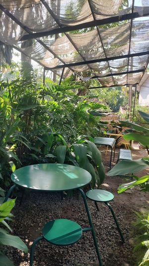 The ambience 🌱 at Bunch in Hiriketiya